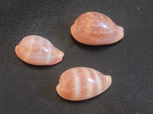 Conchiglia cypraea zonaria - conchiglia,