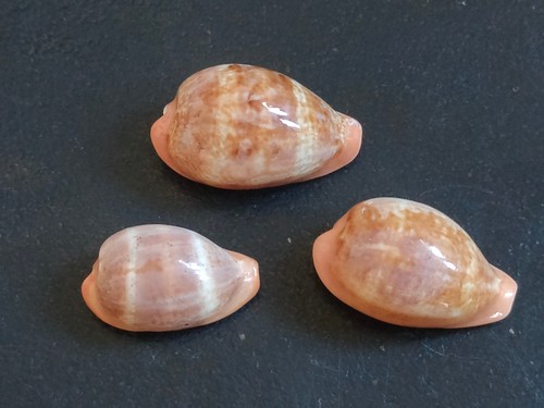 Conchiglia cypraea zonaria - conchiglia,