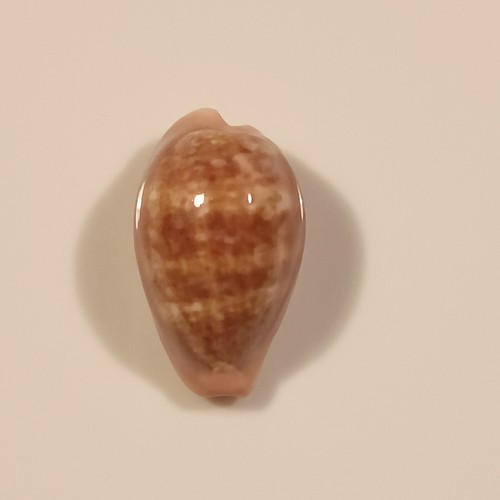 Zonaria pyrum - pyrum,