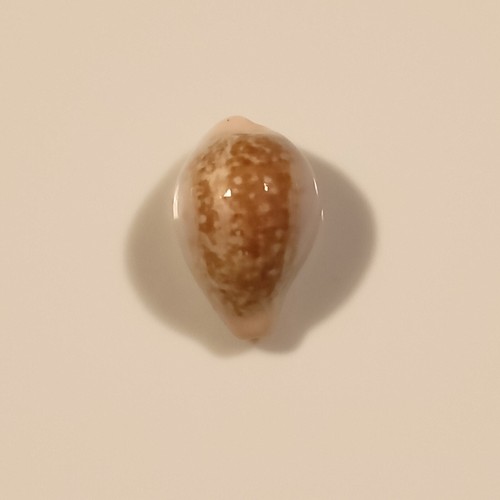 Zonaria pyrum angelicae - pyrum,