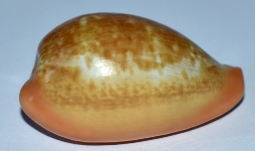 Sea shell coquillages - shell,
