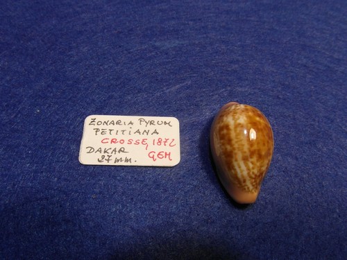 Cypraea zonaria pyrum - zonaria,