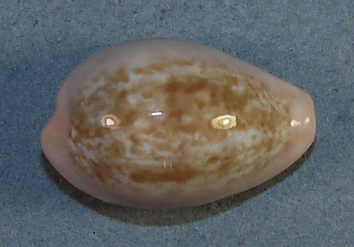 Cypraea pyrum petitiana - cypraea,
