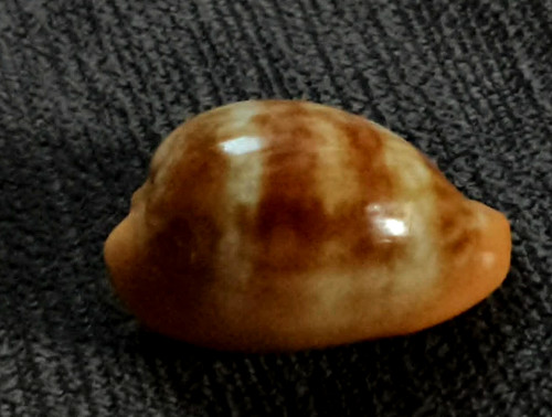 Cypraea zonaria pyrum mm - pyrum,