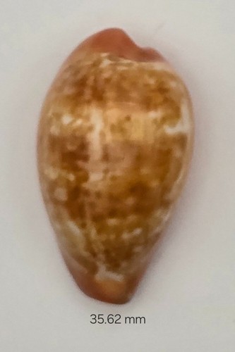 Zonaria pyrum 62 - zonaria, mm