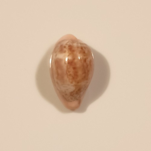 Zonaria pyrum petitiana - zonaria,
