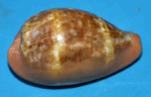 Sea shell coquillages - shell,