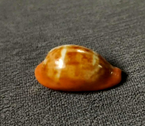 Cypraea zonaria pyrum - cypraea, 28