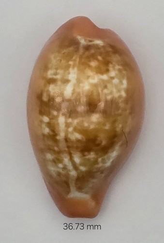 Zonaria pyrum maculosa - (var),