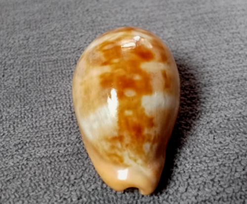 Cypraea zonaria pyrum mm - zonaria, 35