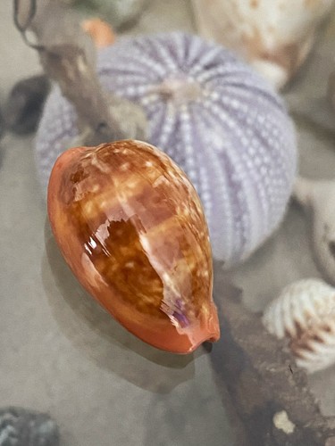 Conchiglia cypraea zonaria - conchiglia,