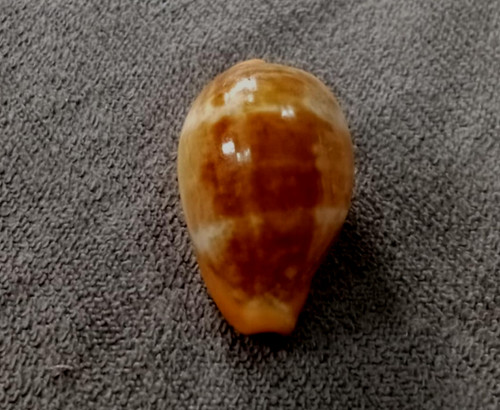 Cypraea zonaria pyrum - pyrum, 34