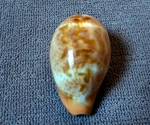 Cypraea zonaria pyrum mm - cypraea,