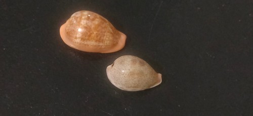 Conchiglia shell cypraea - ,
