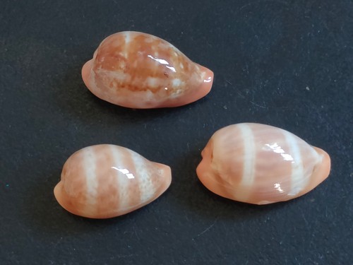 Conchiglia cypraea zonaria - conchiglia,