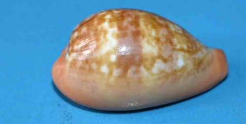 Sea shell coquillages - sea,